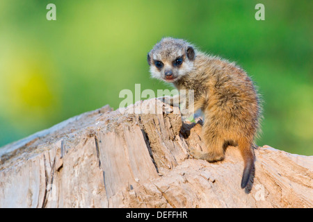 Meerkat ou Suricate (Suricata suricatta), pup, Tierpark Sababurg, Warburg, Hesse, Allemagne Banque D'Images