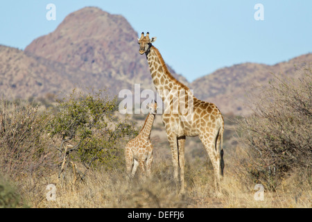 Girafe (Giraffa camelopardalis) et son veau, Etosha National Park, Namibie Banque D'Images