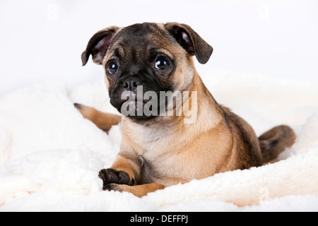 Chiot Pug rétro, Autriche Banque D'Images