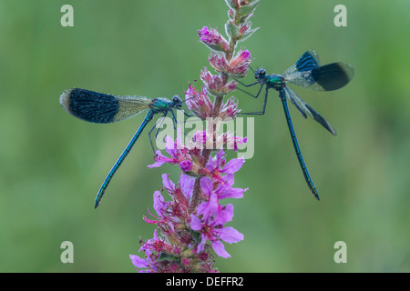 Demoiselle (Calopteryx splendens bagués), Haute Autriche, Autriche Banque D'Images