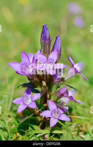 Gentiane Gentiane Chiltern ou allemand (Gentianella germanica, Gentiana germanica), Werdenfelser Land, Haute-Bavière, Bavière Banque D'Images