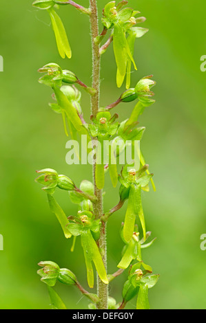 Twayblabe Eggleaf (ou Listère Listera ovata), fleurs, parc national de Berchtesgaden, District de Berchtesgaden Banque D'Images