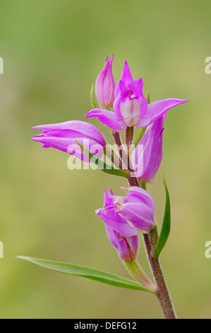 Helleborine (Cephalanthera rubra rouge), la Provence, la Région Provence-Alpes-Côte d'Azur, France Banque D'Images