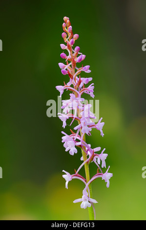 Orchidée parfumée (Gymnadenia conopsea), Parc national de Berchtesgaden, Berchtesgadener Land, District de Haute-bavière, Bavière Banque D'Images