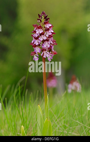 Lady Orchid (Orchis purpurea), la Provence, la Région Provence-Alpes-Côte d'Azur, France Banque D'Images