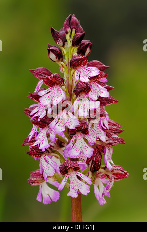 Lady Orchid (Orchis purpurea), la Provence, la Région Provence-Alpes-Côte d'Azur, France Banque D'Images