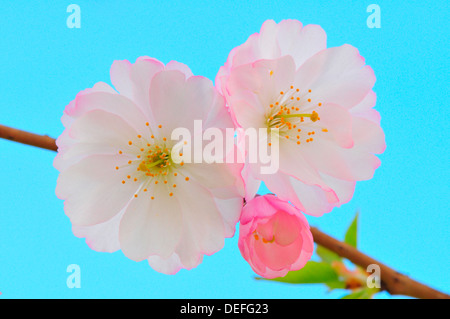 Printemps Les fleurs de cerisier (Prunus x subhirtella), Ile-de-France, France Banque D'Images