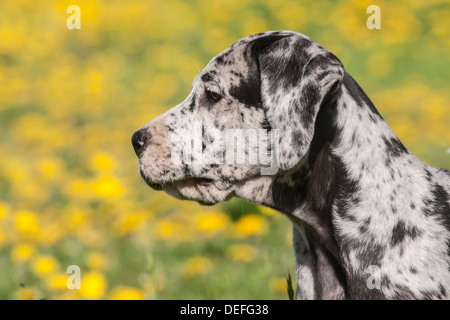 Dog allemand, chiot, repéré Banque D'Images
