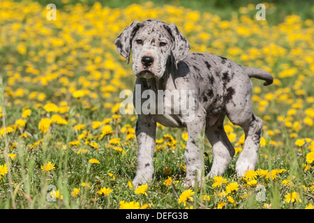 Dog allemand, chiot, repéré Banque D'Images