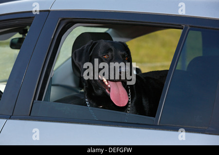 Haletant Labrador noir mâle dans une voiture avec la fenêtre ouverte en été, Allemagne Banque D'Images