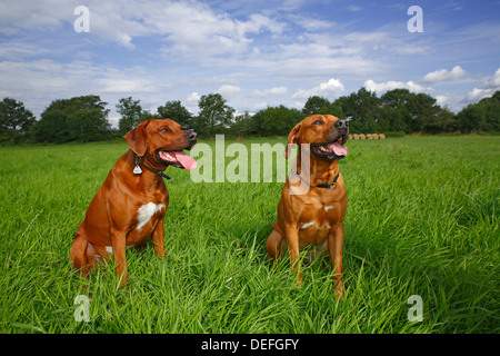 Deux hommes Rhodesian Ridgeback chiens assis sur un pré, Allemagne Banque D'Images