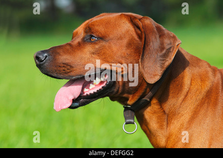 Les jeunes chiens Rhodesian Ridgeback, portrait, Allemagne Banque D'Images