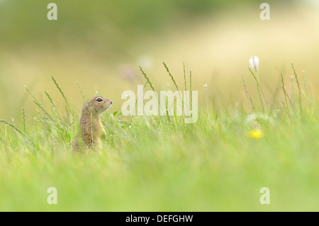 Spermophiles ou européenne (Spermophilus citellus souslik d'Europe), se cachant dans un pré, Ústí nad Labem Banque D'Images