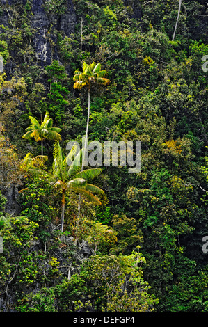 Le cocotier (Cocos nucifera) sur une falaise abrupte, Raja Ampat, Papouasie occidentale, en Indonésie Banque D'Images