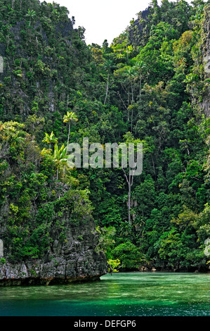 Le cocotier (Cocos nucifera) sur une falaise abrupte, Raja Ampat, Papouasie occidentale, en Indonésie Banque D'Images