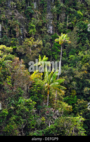 Le cocotier (Cocos nucifera) sur une falaise abrupte, Raja Ampat, Papouasie occidentale, en Indonésie Banque D'Images