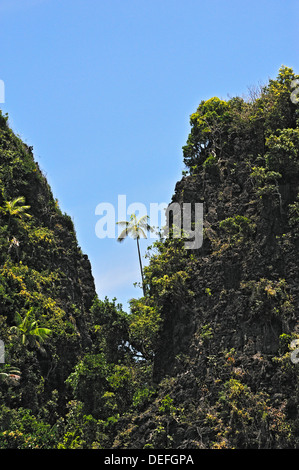 Le cocotier (Cocos nucifera) sur une falaise abrupte, Raja Ampat, Papouasie occidentale, en Indonésie Banque D'Images