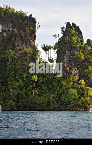 Le cocotier (Cocos nucifera), Raja Ampat, Papouasie occidentale, en Indonésie Banque D'Images