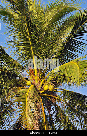 Cocotier (Cocos nucifera) avec coco, Raja Ampat, Papouasie occidentale, en Indonésie Banque D'Images