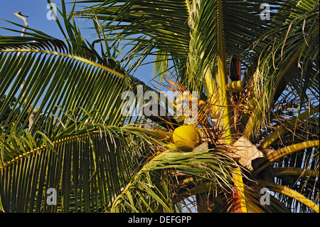 Cocotier (Cocos nucifera) avec coco, Raja Ampat, Papouasie occidentale, en Indonésie Banque D'Images