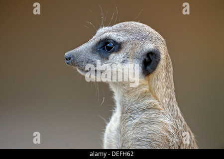 Meerkat ou Suricate (Suricata suricatta), originaire d'Afrique, captive, Bade-Wurtemberg, Allemagne Banque D'Images