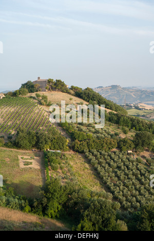 Vignobles à Acquaviva Picena, Marches, Italie Banque D'Images