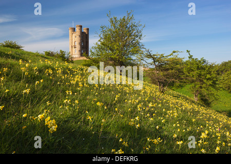 La tour de Broadway, Broadway, cowslips avec Worcestershire, Angleterre, Royaume-Uni, Europe Banque D'Images