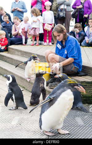 Torquay Living Coasts zoo keeper nourrir les pingouins. Banque D'Images