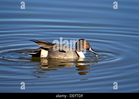 Le Canard pilet (Anas acuta) Drake, Bosque del Apache National Wildlife Refuge, New Mexico, United States of America Banque D'Images