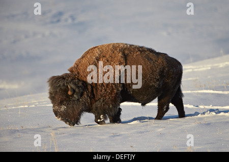 Bison (Bison bison) bull dans la neige, Parc National de Yellowstone, Wyoming, États-Unis d'Amérique, Amérique du Nord Banque D'Images