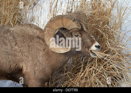 Bighorn (Ovis canadensis) ram manger en hiver, le Parc National de Yellowstone, Wyoming, United States of America Banque D'Images