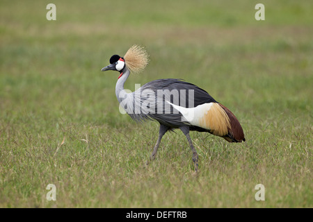 Grue couronnée grise (Sud) grue couronnée (Balearica regulorum), le cratère du Ngorongoro, en Tanzanie, Afrique de l'Est, l'Afrique Banque D'Images