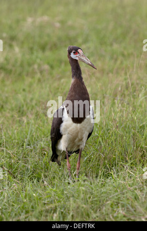 D'Abdim (Ciconia abdimii cigogne), le cratère du Ngorongoro, en Tanzanie, Afrique de l'Est, l'Afrique Banque D'Images