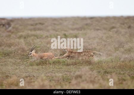 Le Guépard (Acinonyx jubatus) à la poursuite d'un Thomson (Gazella thomsonii), Parc National de Serengeti, Tanzanie, Afrique de l'Est Banque D'Images