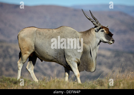 Éland commun (Taurotragus oryx) buck, Mountain Zebra National Park, Afrique du Sud, l'Afrique Banque D'Images