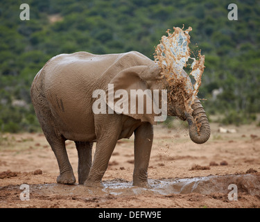 Femelle éléphant africain (Loxodonta africana) bain de boue, l'Addo Elephant National Park, Afrique du Sud, l'Afrique Banque D'Images