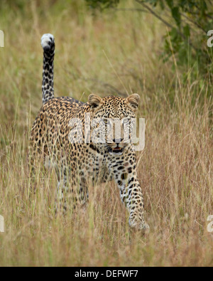 Leopard (Panthera pardus) marcher dans l'herbe avec sa queue de haut, Kruger National Park, Afrique du Sud, l'Afrique Banque D'Images