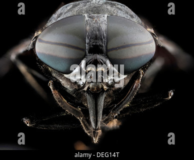 Vue de la tête d'un cheval noir Fly, Tabanus atratus, principalement dans l'Est des États-Unis. Les Taons noirs ont de grands yeux composés, qui sont séparés dans les femelles et mâles en continu. Ils ont des pièces buccales, qui sont faciles à distinguer : Le fascicule est composée de six organes de piercing. À partir de l'extérieur, il y a 2 aplati, bladelike avec mandibules dentelées comme des dents servant à couper. Deux maxilles étroites dentelées également utilisé pour percer les tissus et les vaisseaux sanguins de l'hôte, une médiane de l'hypopharynx et une médiane labre-epipharynx. Banque D'Images