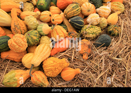 Grande table avec affichage des gourdes colorés de l'automne, une variété de formes et de couleurs disposées sur un lit de paille sur le marché extérieur des agriculteurs. Banque D'Images