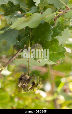 Quercus robur glands de chêne mature l'état prêt au début de l'automne la fin de l'été et infectées par gall wasp Banque D'Images