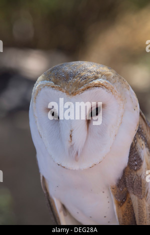 Close up d'une politique commune de l'effraie des clochers (Tyto alba), West-Tucson Mountain District, Saguaro National Park, Arizona, USA Banque D'Images