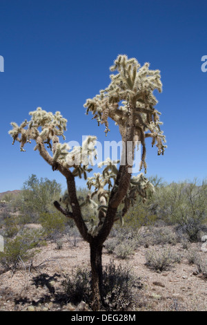 Teddy Bear Cholla cactus (Bigelovil West-Tucson Cylindropuntia), District de montagne, Saguaro National Park, Arizona, USA Banque D'Images