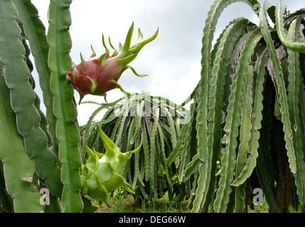 Fruit du dragon, Phan Thiet, Vietnam, Indochine, Asie du Sud-Est, l'Asie Banque D'Images