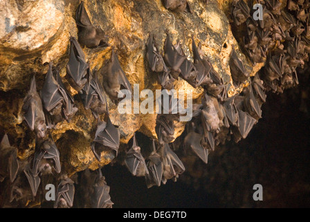 Les chauves-souris sur le toit de la chambre à l'intérieur de la grotte de Goa Lawah Purah, Hindu Temple Bat Cave, l'Est de Bali, Indonésie, Asie du Sud, Asie Banque D'Images