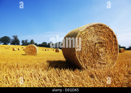 Bottes de foin dans le champ d'or Banque D'Images