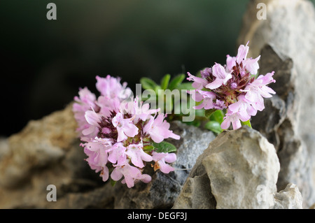 Portrait horizontal de thym, Thymus praecox, fleurs avec l'accent sur l'arrière-plan. Banque D'Images