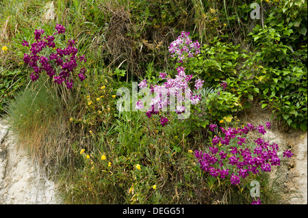 Le stock, Matthiola incana, avec d'autres fleurs de la végétation sur les falaises de la plage de la bière dans le Devon Banque D'Images