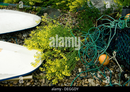 Moutarde noire, Brassica nigra, jaune fleurs des plantes entre les surfeurs et les filets de pêche sur la plage, la bière, Dorset, Mai Banque D'Images