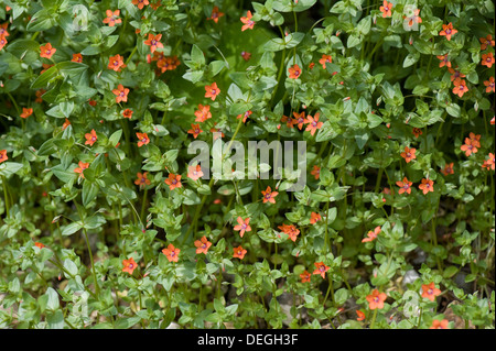 Mouron rouge Anagallis arvensis, plantes en fleurs, Banque D'Images