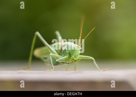 Grande Charte Verte Tettigonia viridissima Bush ; Cricket ; mâle ; en automne, Cornwall, UK Banque D'Images